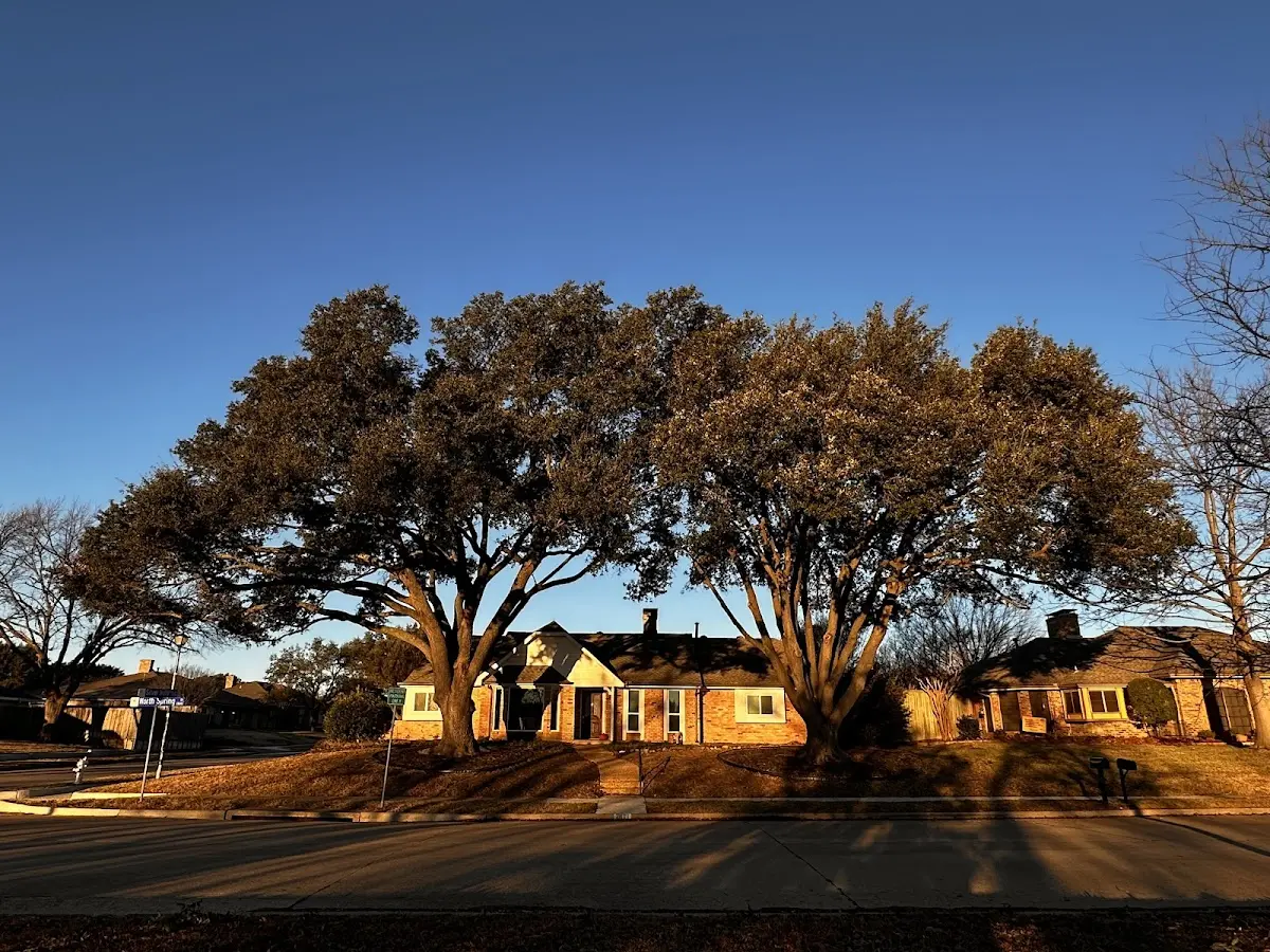 Established residential canopy tree shading a home in Breeding